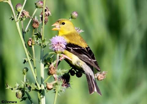 American goldfinch on Canada thistle