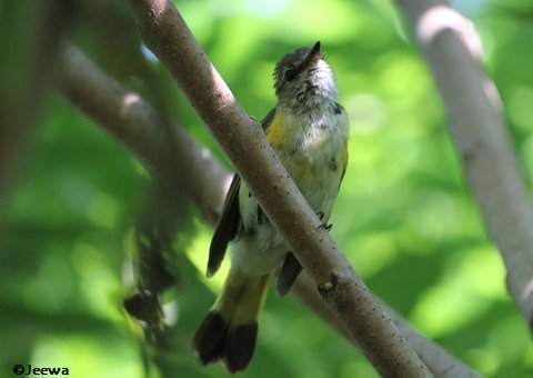 American redstart, female