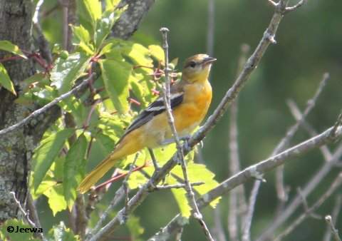 Baltimore oriole, juvenile male