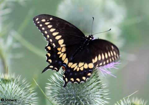 Black swallowtail (em>Papilio polyxenes)