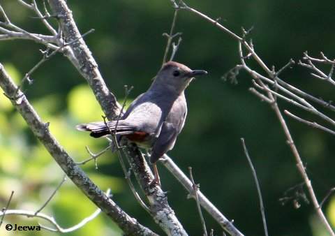 Gray catbird