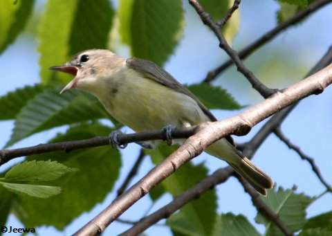 Warbling vireo