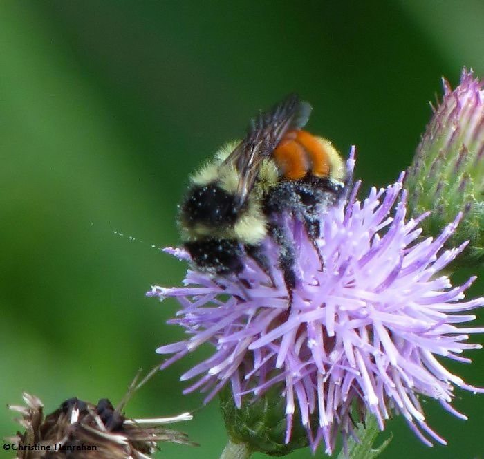 Red-banded bumblebee (Bombus ternarius) on Canada thistle