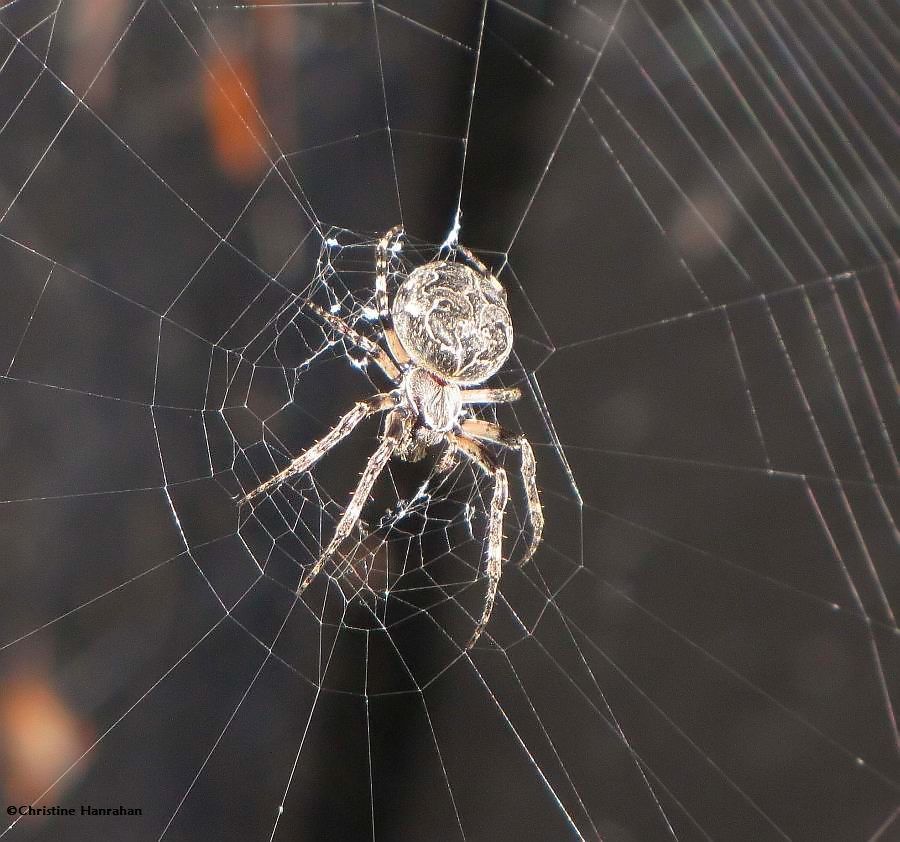 Bridge orb weaver (<em>Larinioides sclopetarius</em>)