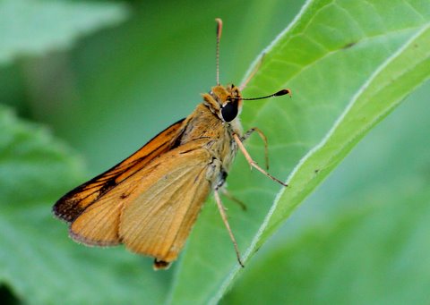 Delaware skipper  (Anatrytone logan), female