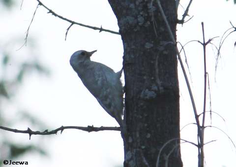 Leucistic Downy woodpecker