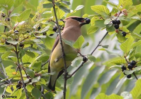 Cedar waxwing