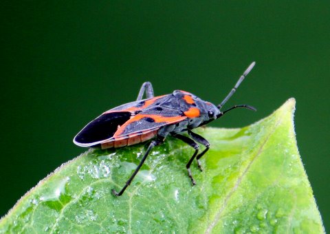 Small milkweed bug   (Lygaeus kalmii)
