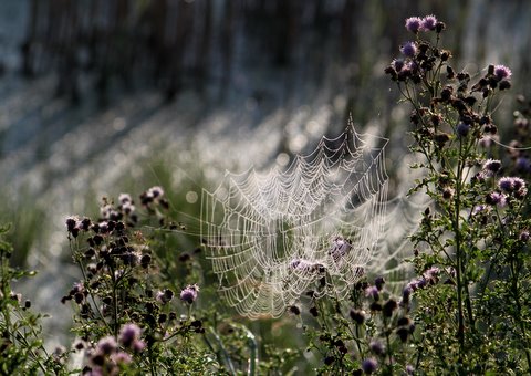 Spider web