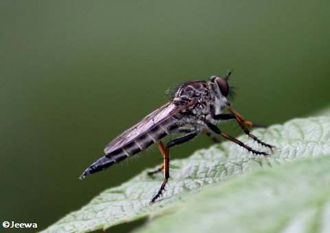 Robber fly (Asilid sp)