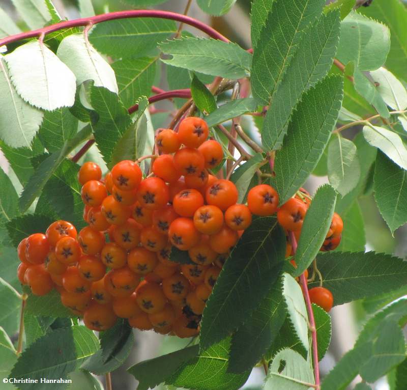 Mountain ash fruit (Sorbus)