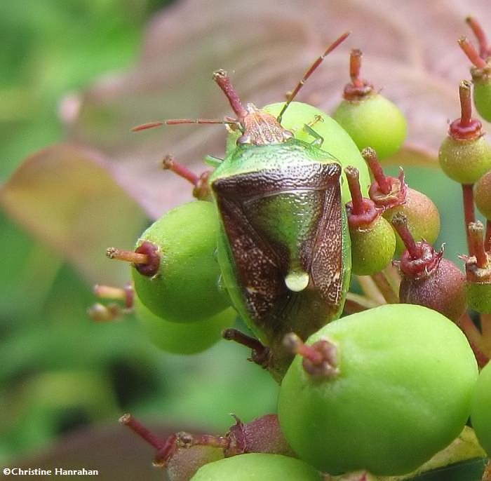 Stinkbug (Banasa sp.) on Red sier dogwood fruit