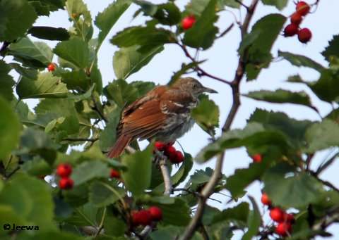 Brown Thrasher