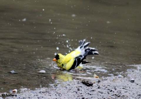 American Goldfinch