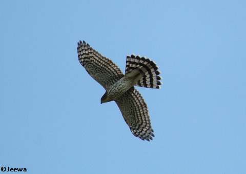 Cooper's Hawk