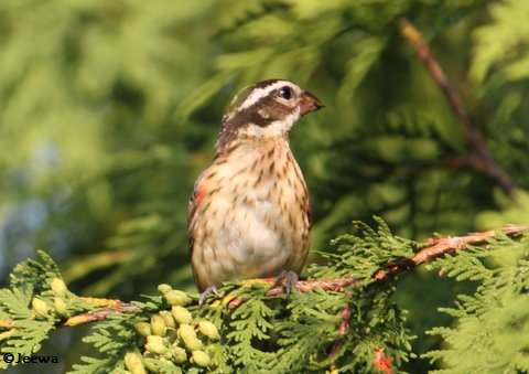 Rose-breasted grosbeak