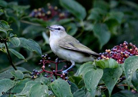 Warbling Vireo on dogwood