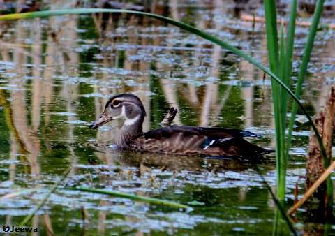 Wood duck