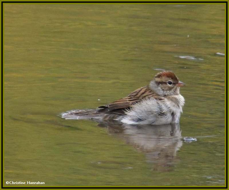 Chipping Sparrow