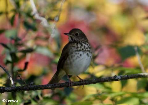 Hermit thrush