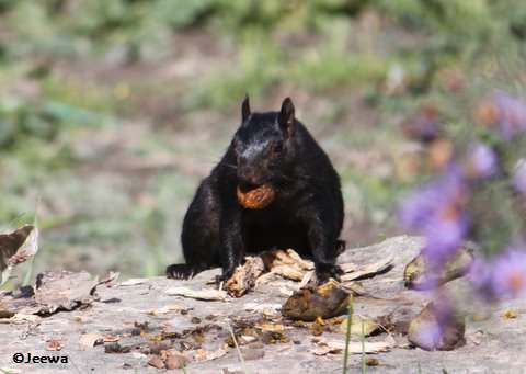 Black squirrel with food