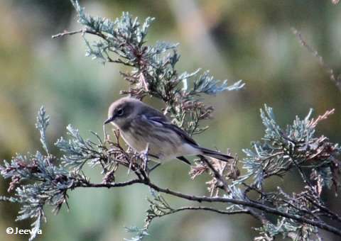Yellow-rumped warbler