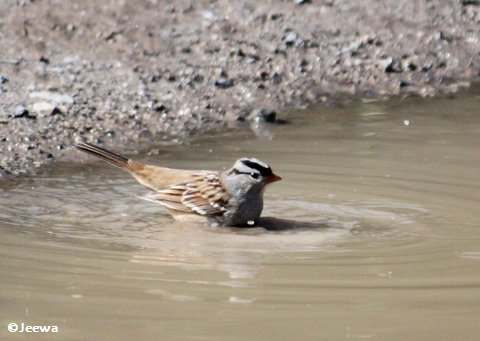 White-crowned sparrow