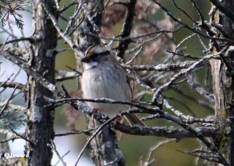 White-throated sparrow