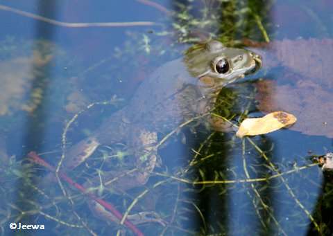 Green frog