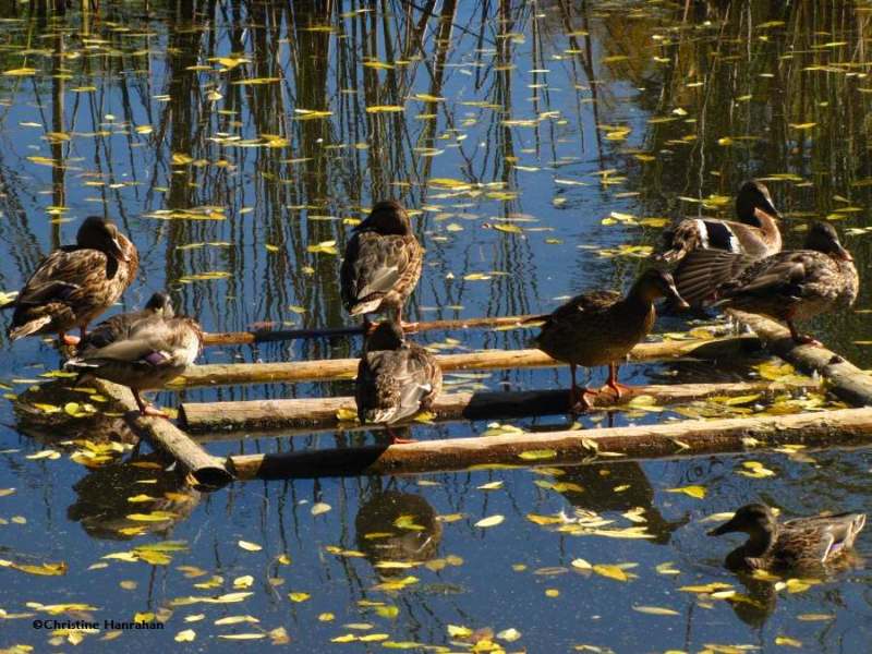 A raft of ducks