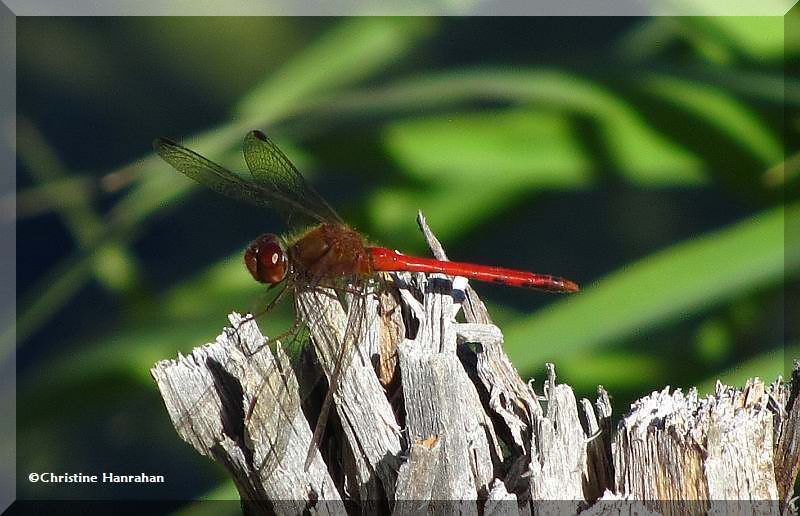 Autumn meadowhawk  (Sympetrum vicinum)