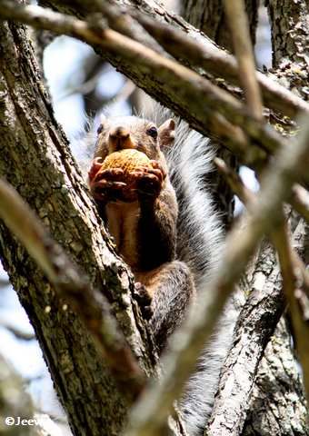 Grey squirrel with walnut