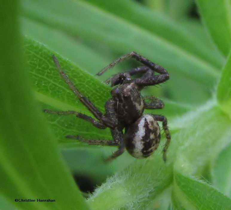 Crab spider  (<em>Xysticus</em>)