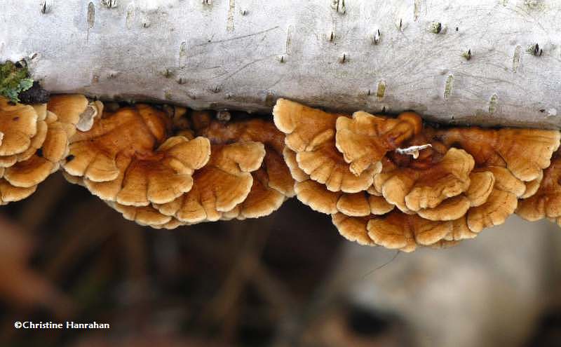 Panellus stipticus