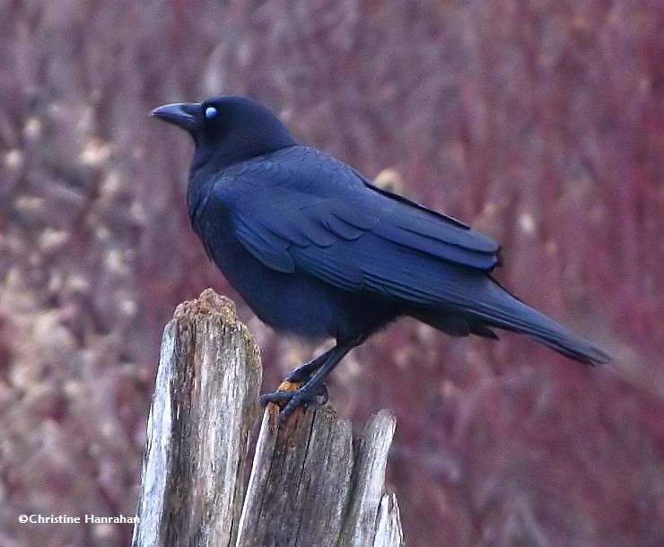 American crow eating Praying mantis egg cases
