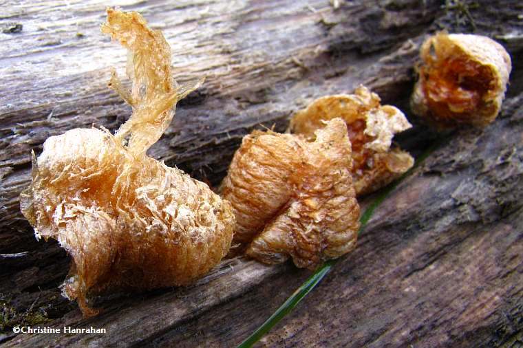 Praying mantis egg cases