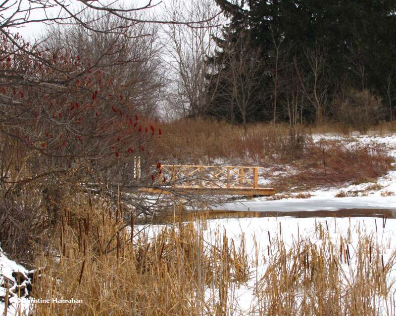 The pond with snow