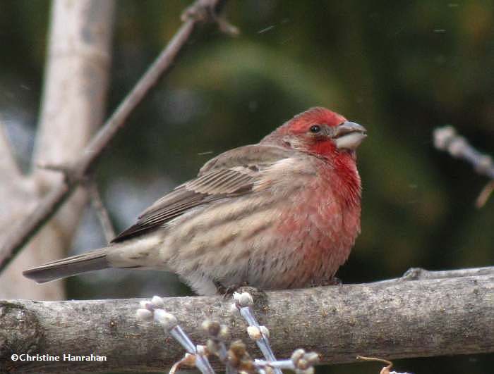 House finch, male
