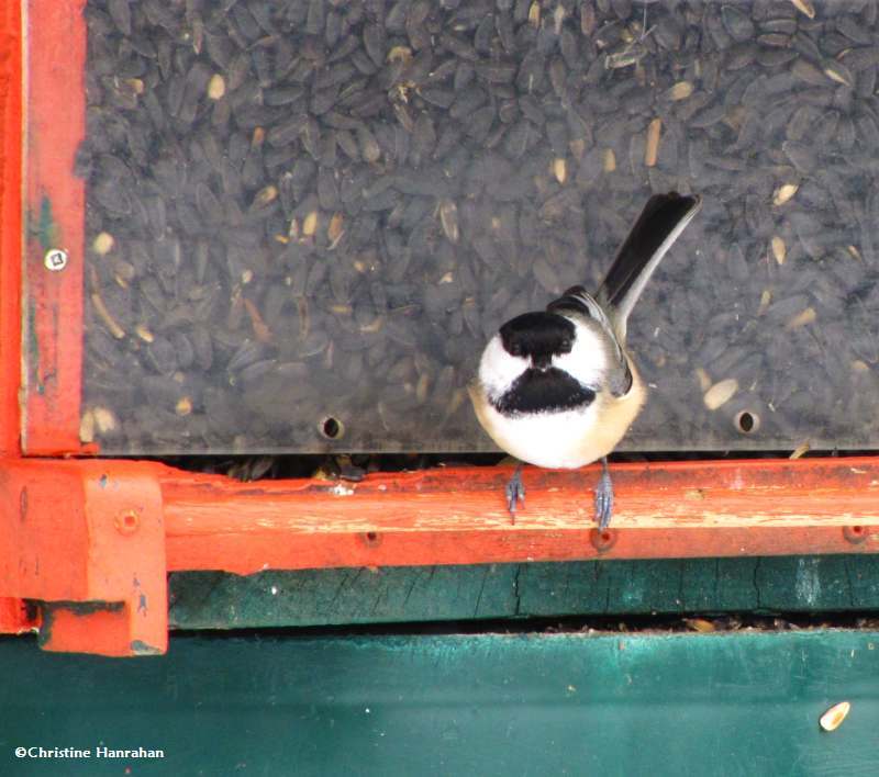 Black-capped chickadee