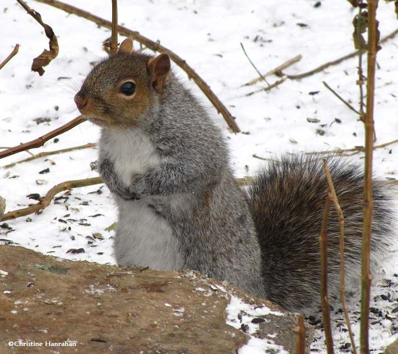 Grey squirrel underneath the feeder