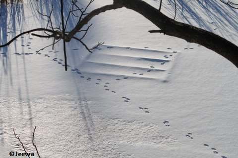 Rabbit tracks across the pond