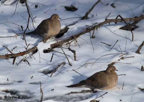 Mourning doves