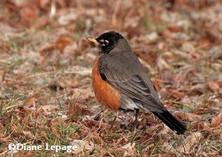 American robin/Merle d'am�rique