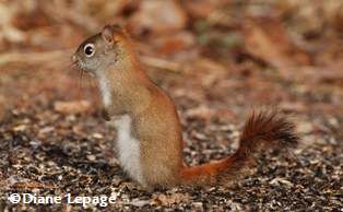 Red squirrel/�cureuil roux