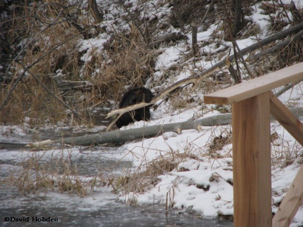 Beaver