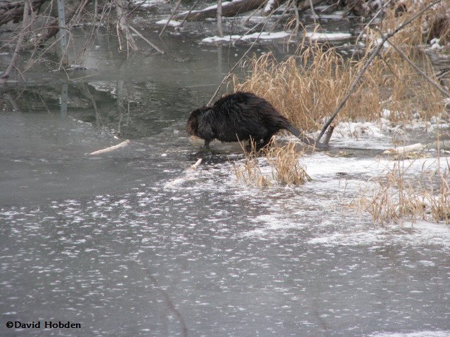 Beaver