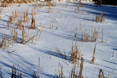 Fox tracks on the pond