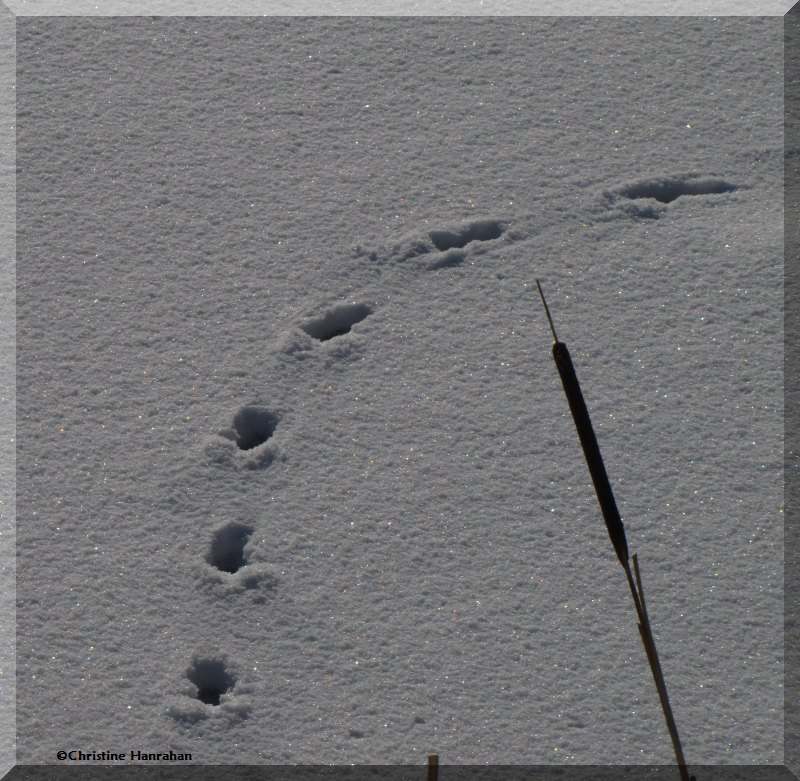 Fox tracks