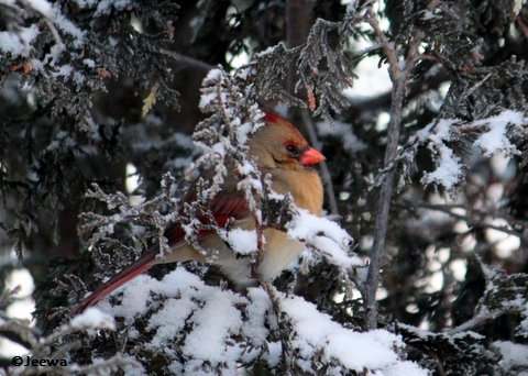 Female Northern cardinal