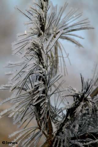 Crystallized Pine branch